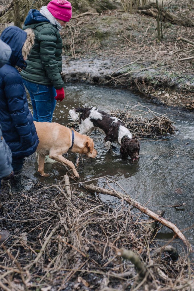 Shropshire Dog walks Montgomery Canal