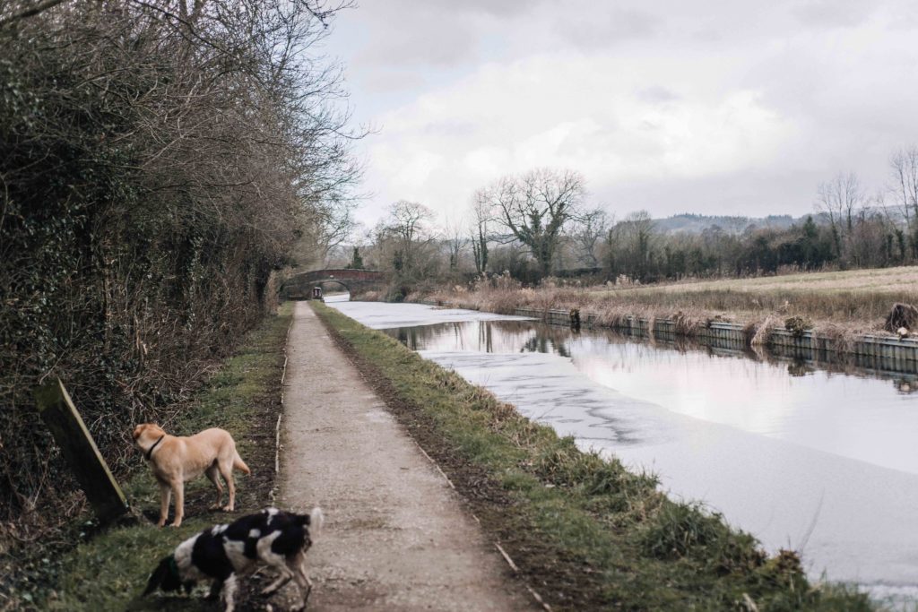 Shropshire Dog walks Montgomery Canal