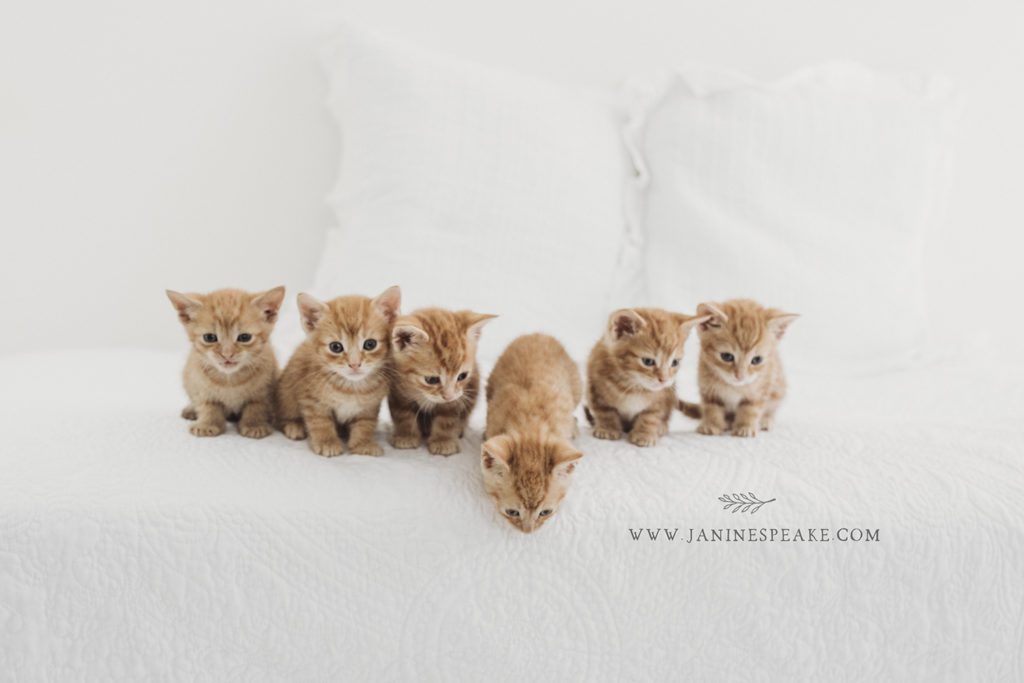 sextuplet newborn kitten photography