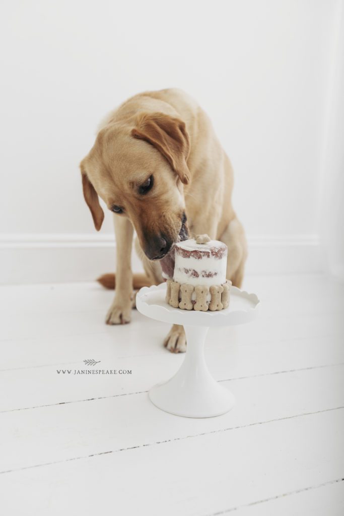 Dog Cake Smash Photography