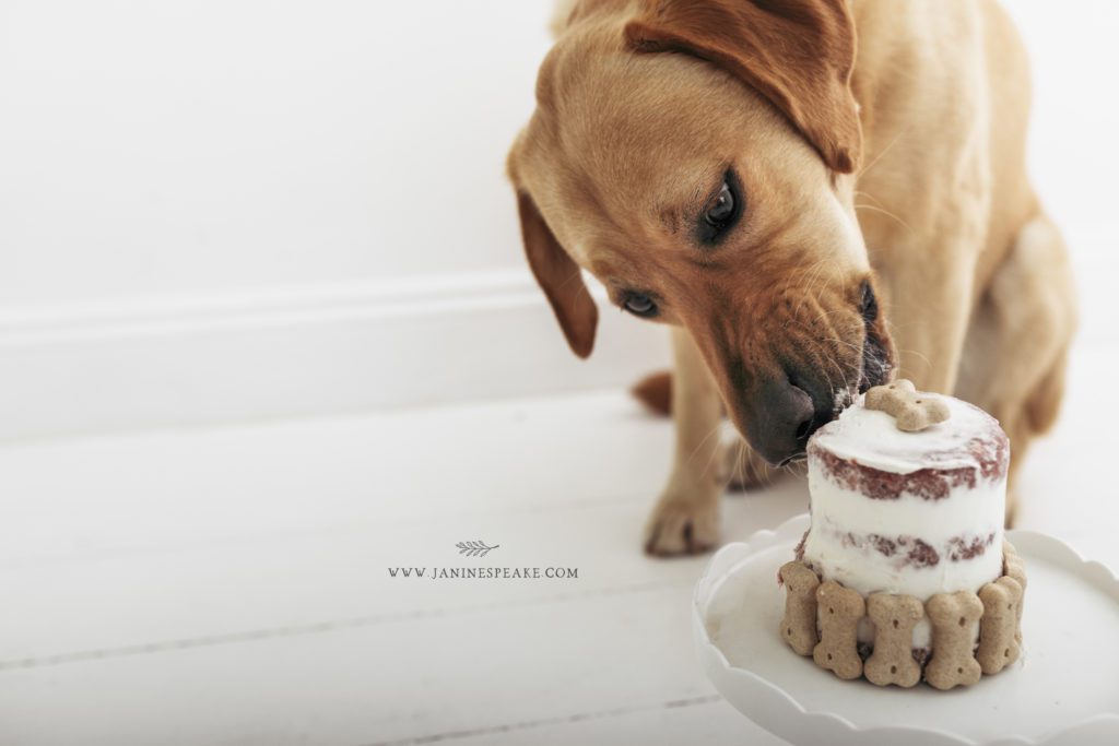 dog eating birthday cake