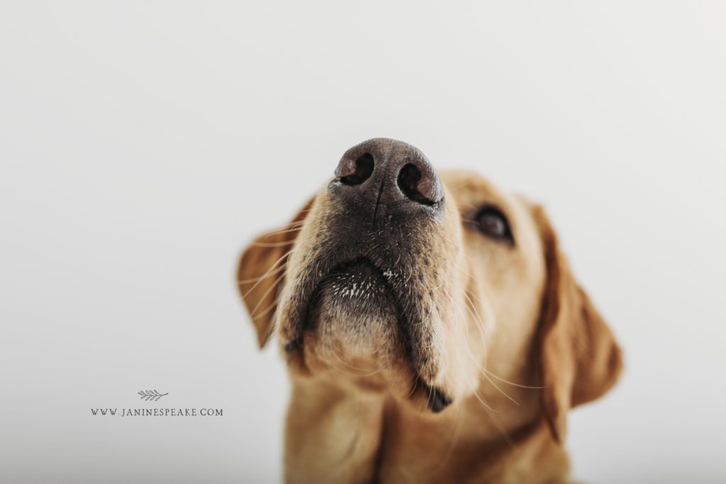 Dog Cake Smash Photography