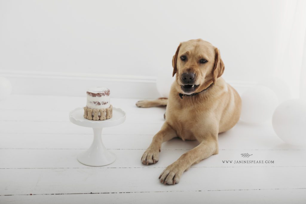 puppy cake smash photography